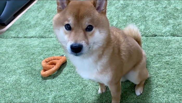 お座りをして男性を見つめる犬