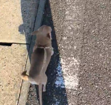 ナデナデ
