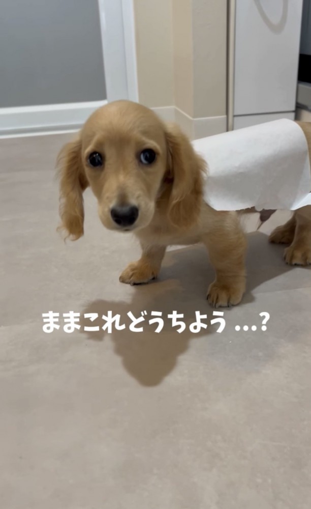 テープが背中についた犬3