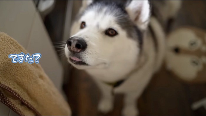 鼻をひくひくさせる犬