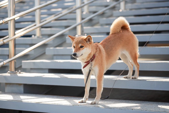 階段の途中で立ち止まる柴犬、お散歩中