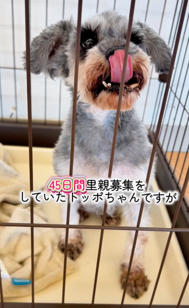 トッポちゃん