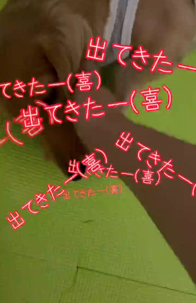 ケージから出てきた犬