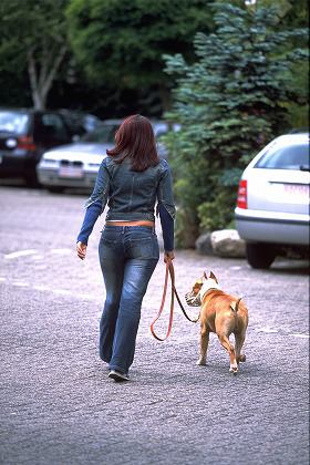 犬と散歩