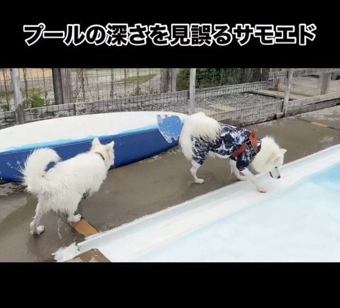 プールだっ