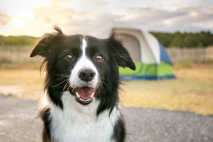 ワクワクした表情の犬