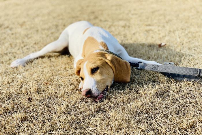 散歩中に疲れた犬