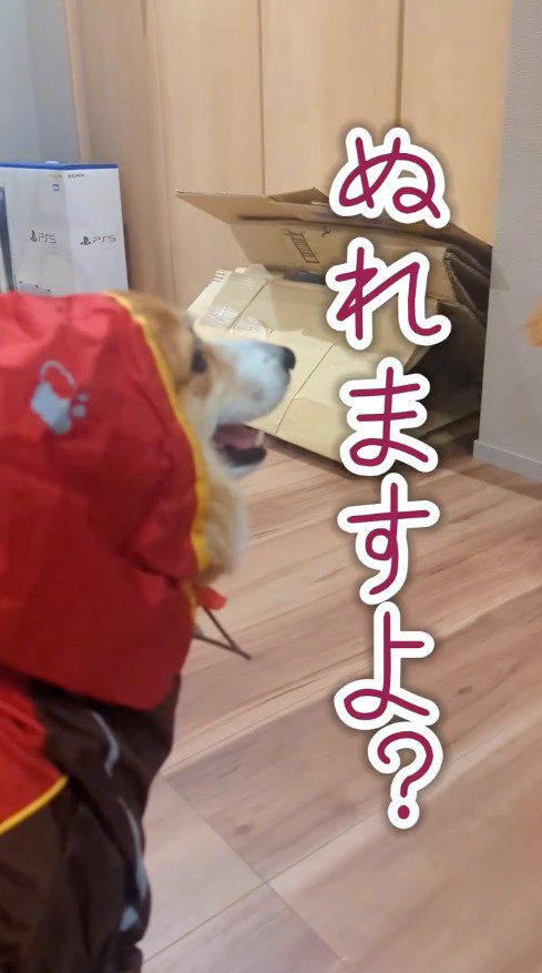 柴犬を見つめるコーギー