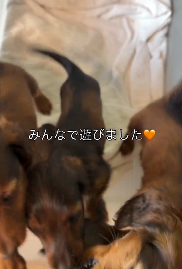 みんなで遊ぶ子犬たち