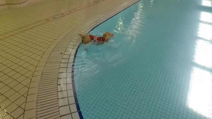 プールに落ちてしまいました！