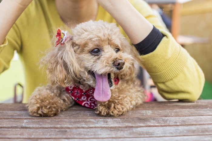 テーブルに足を乗せている犬