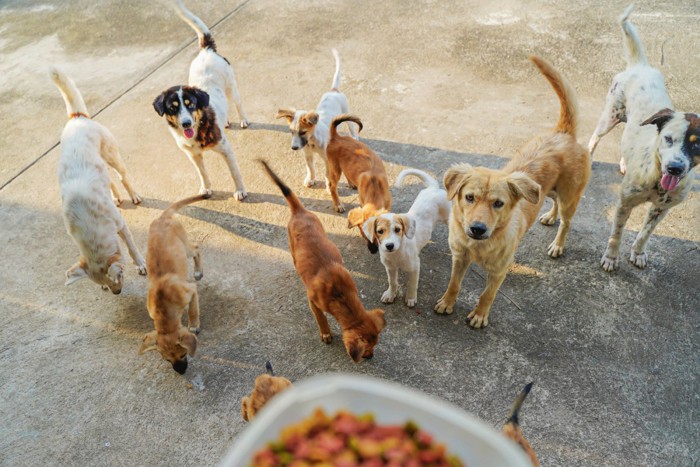 餌をもらうたくさんの犬たち
