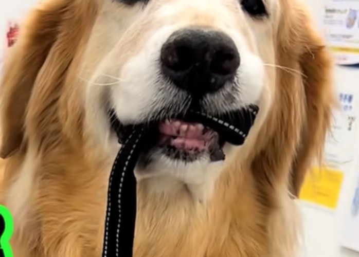 リードを噛む犬の口元