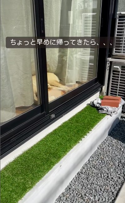 窓際に見える犬の足