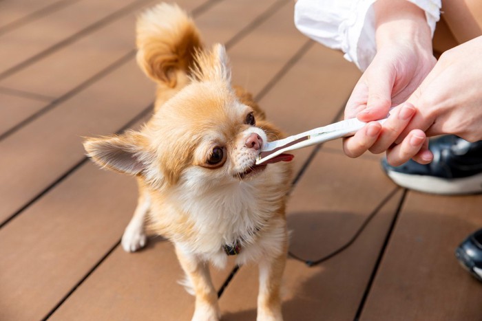 女性の手からおやつをもらう犬