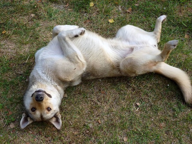 ゴロンと仰向けになる笑顔の犬