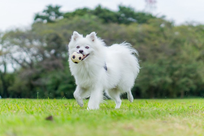 日本スピッツの性格や特徴、飼い方やしつけ、価格や寿命について | わんちゃんホンポ