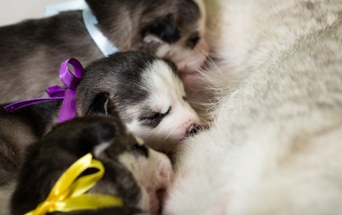 母乳を飲む子犬