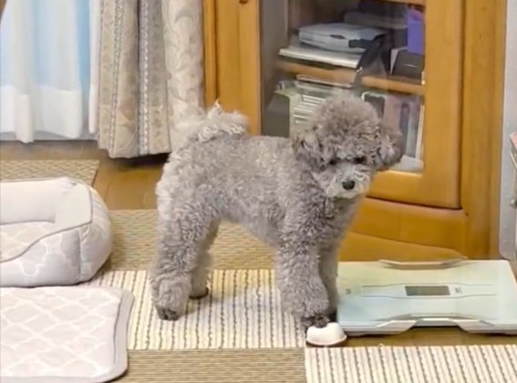トイプードル
