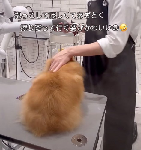施術台の上に乗る犬
