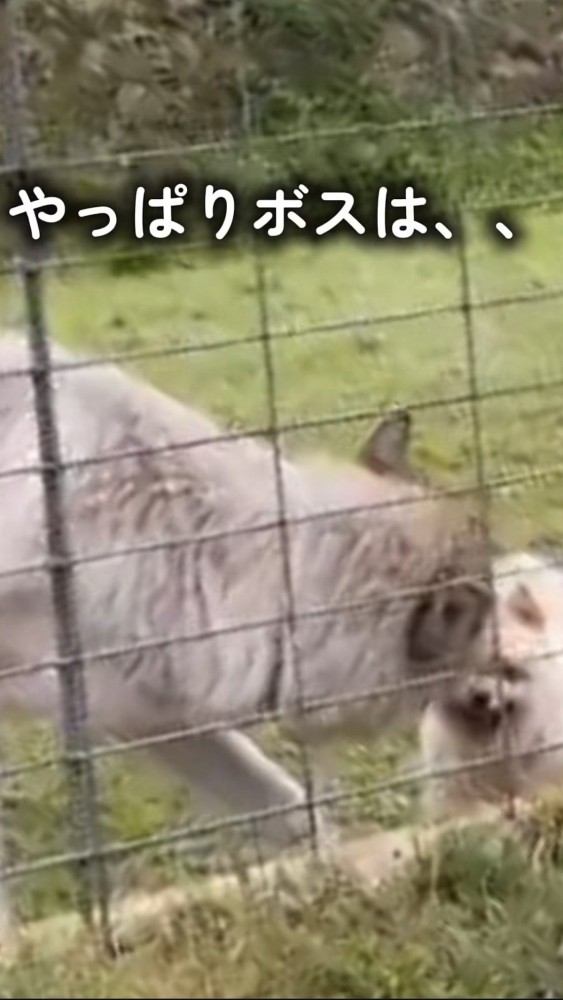 ウルフドッグに吠え続けるポメラニアン