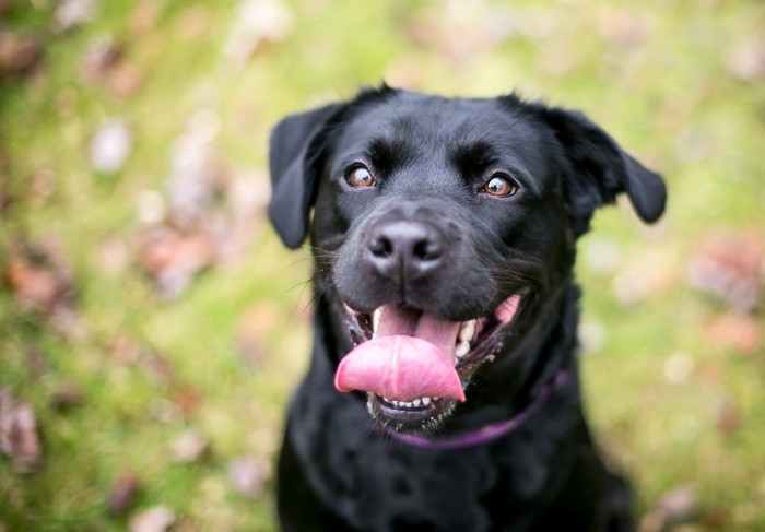 笑顔の黒い犬