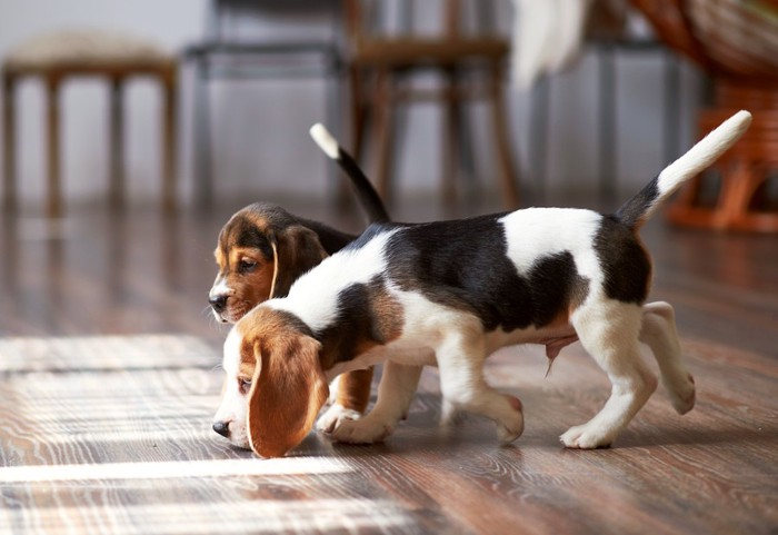 床の匂いを嗅ぐ犬