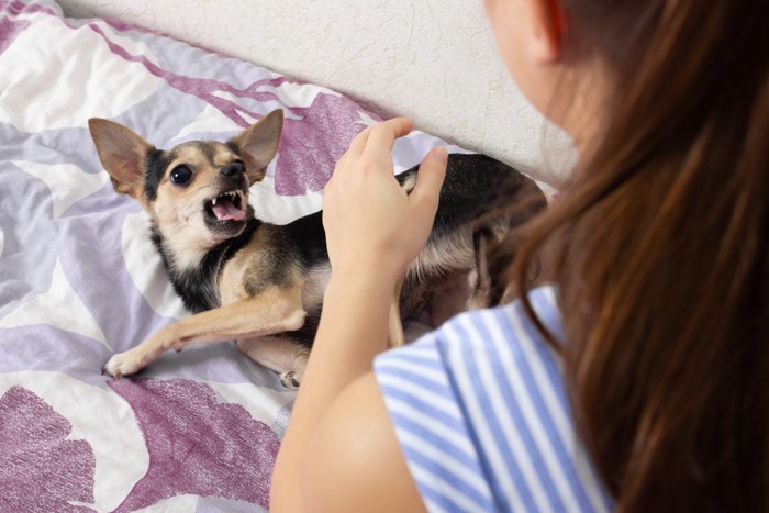 急に近づいた女性に吠える犬