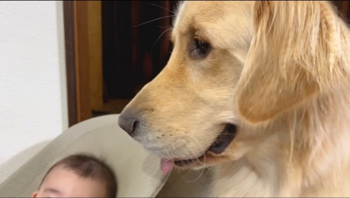 女性の持つ離乳食を見つめる犬