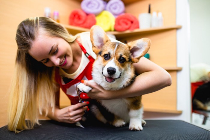 女性トリマーにトリミングされる犬