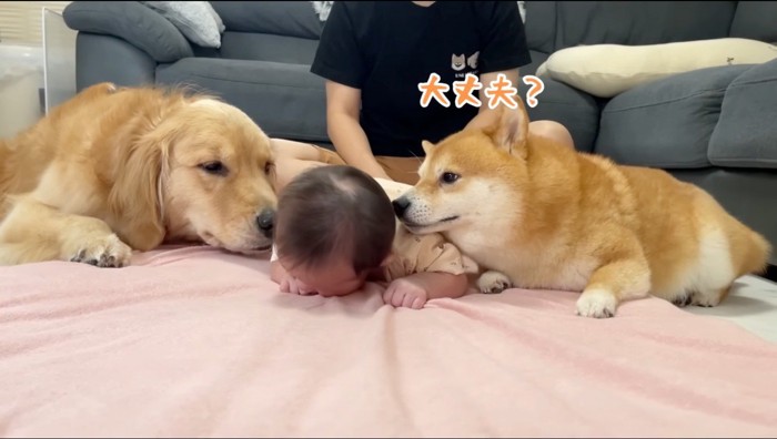 赤ちゃんを心配そうに見守る柴犬とゴールデンレトリバー