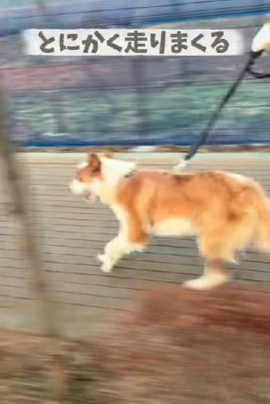 全力で走ることも!