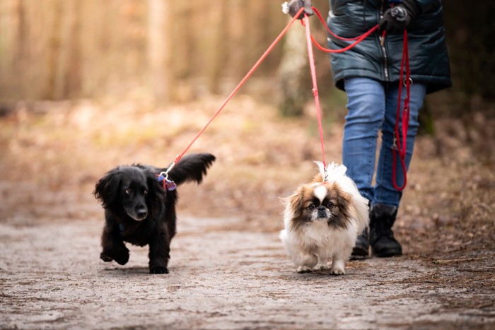 飼い主と一緒に散歩するペキニーズとダックス