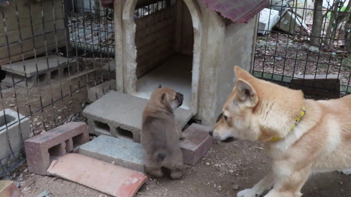 まだ遊びたそうな親犬