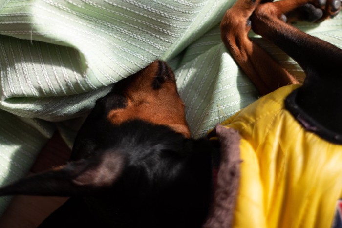 横になって眠る犬