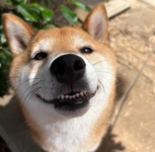 可愛すぎる