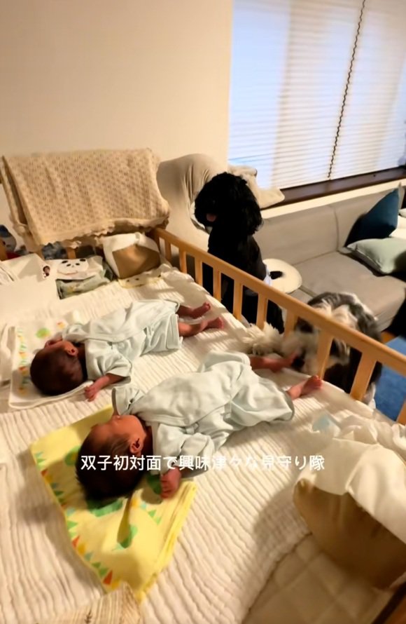 双子の赤ちゃんと2匹の大型犬