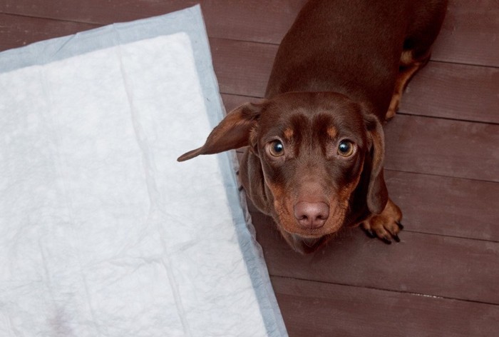 トイレシーツの横に立つ犬