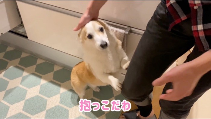 男性の足に前足を乗せる犬