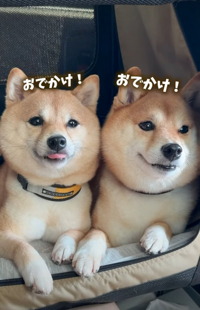 目を輝かせる柴犬