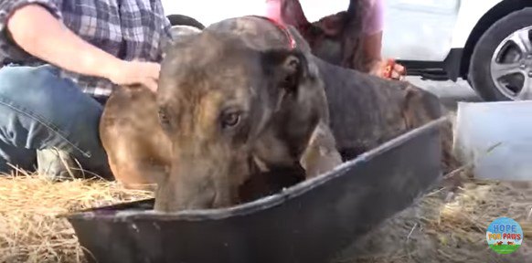 水を飲む犬