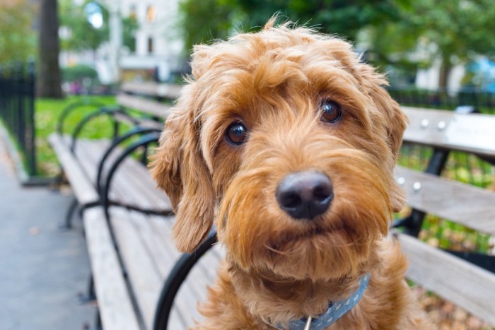 見つめる茶色い犬