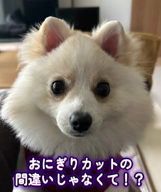 ん…？まんまる…？