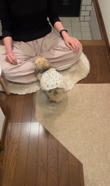 こはくちゃんとお姉ちゃんの再会9