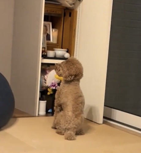 お座りして左上を見上げる犬