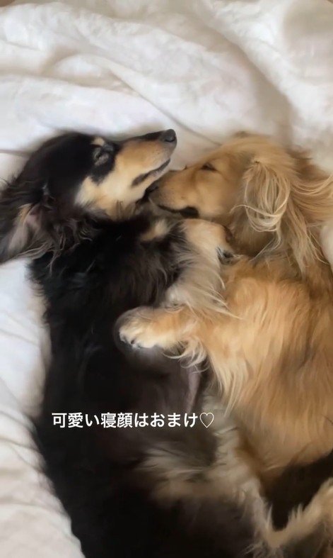 2匹とも可愛いお顔で寝ていることも♪