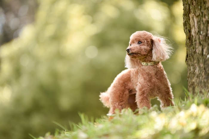 屋外で周囲を見渡す犬