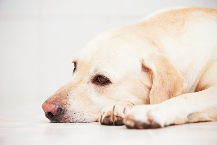 悲しげに伏せる犬