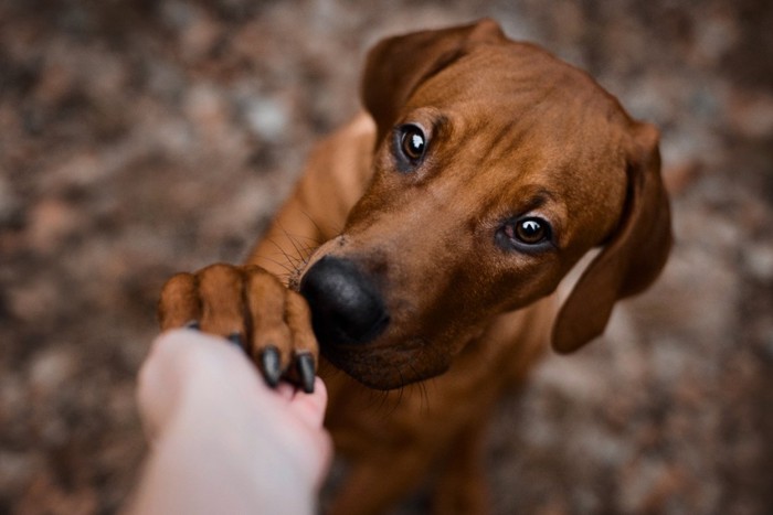 お手をする犬