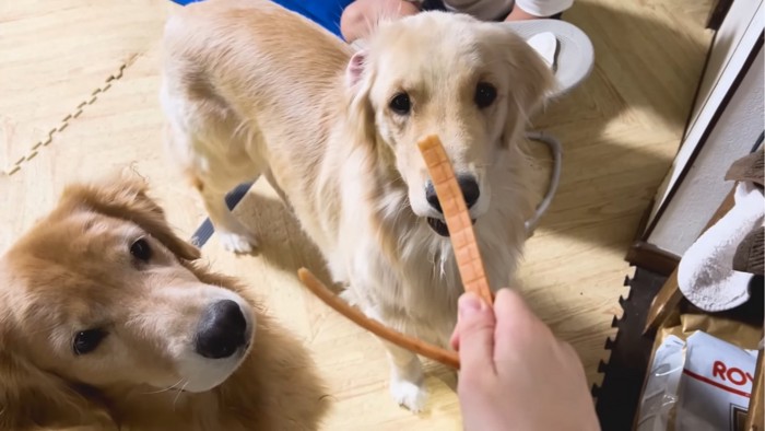 おやつを見つめる2匹の犬